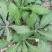 秋季鲜苦菜苦碟子，产地一手货源批发，现挖野生特菜带根去干