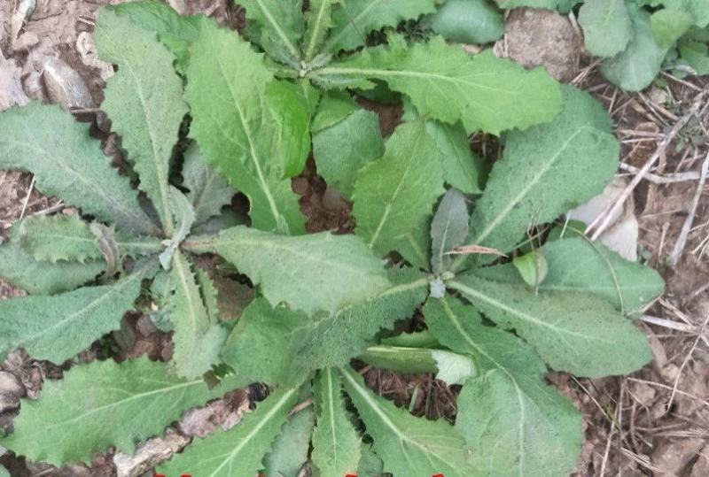 秋季鲜苦菜苦碟子，产地一手货源批发，现挖野生特菜带根去干