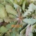 秋季鲜苦菜苦碟子，产地一手货源批发，现挖野生特菜带根去干