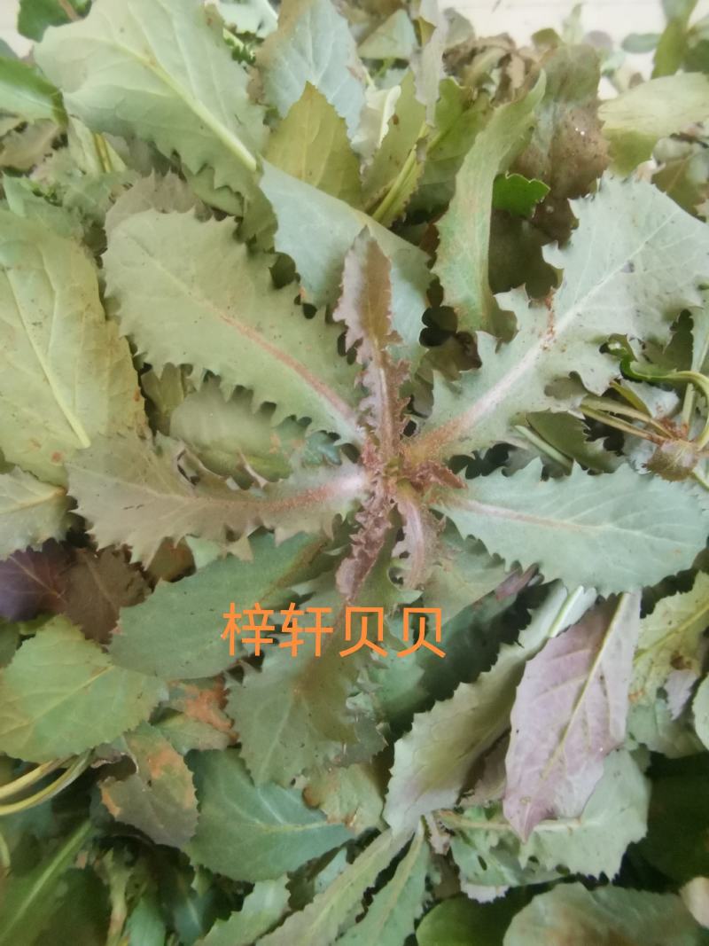 秋季鲜苦菜苦碟子，产地一手货源批发，现挖野生特菜带根去干