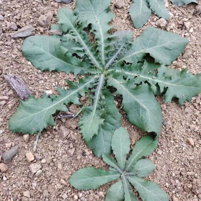 秋季鲜苦菜苦碟子，产地一手货源批发，现挖野生特菜带根去干