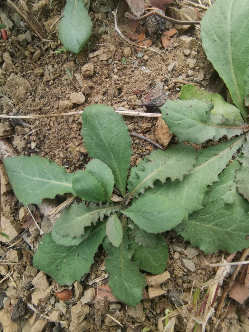 秋季鲜苦菜苦碟子，产地一手货源批发，现挖野生特菜带根去干
