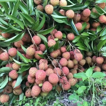 荔枝