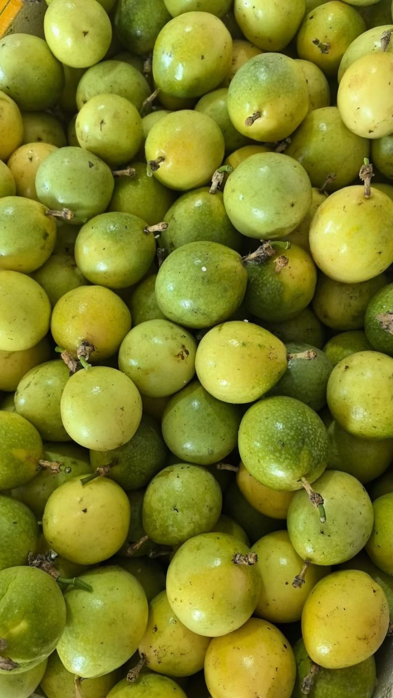 钦密9号黄金百香果百亩果园待发对接市场社区电商平台多多仓