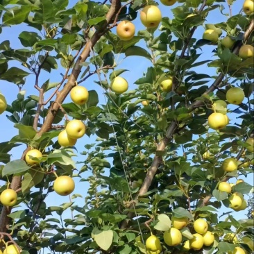 丁香梨，早白蜜，蜂糖梨