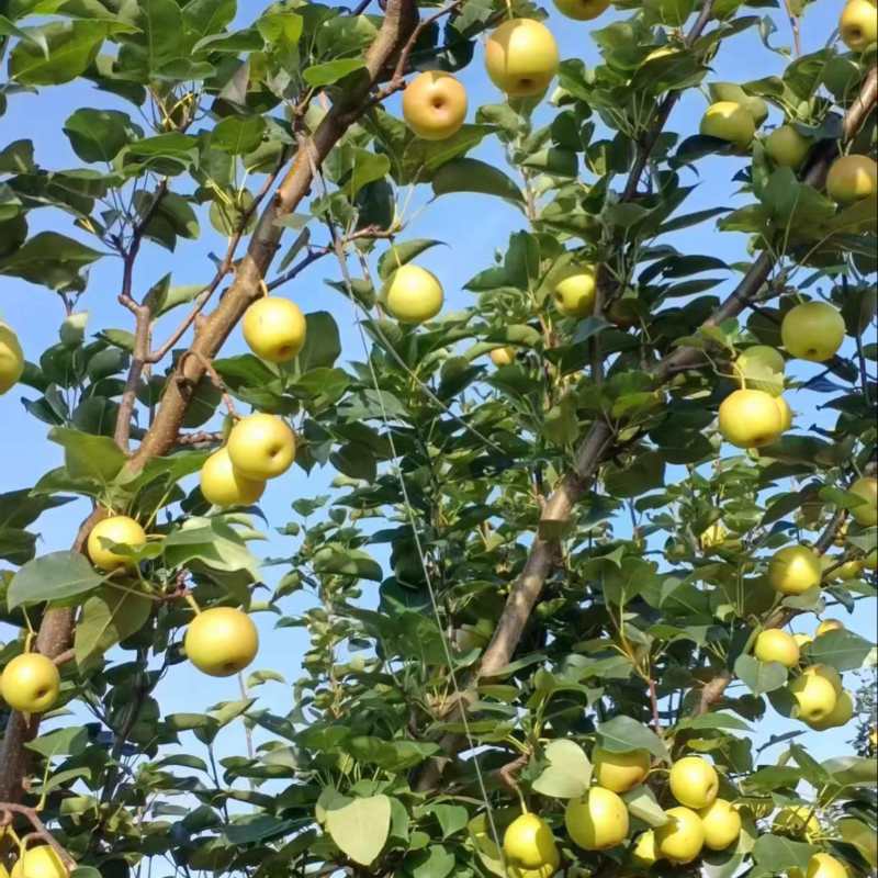 丁香梨，早白蜜，蜂糖梨