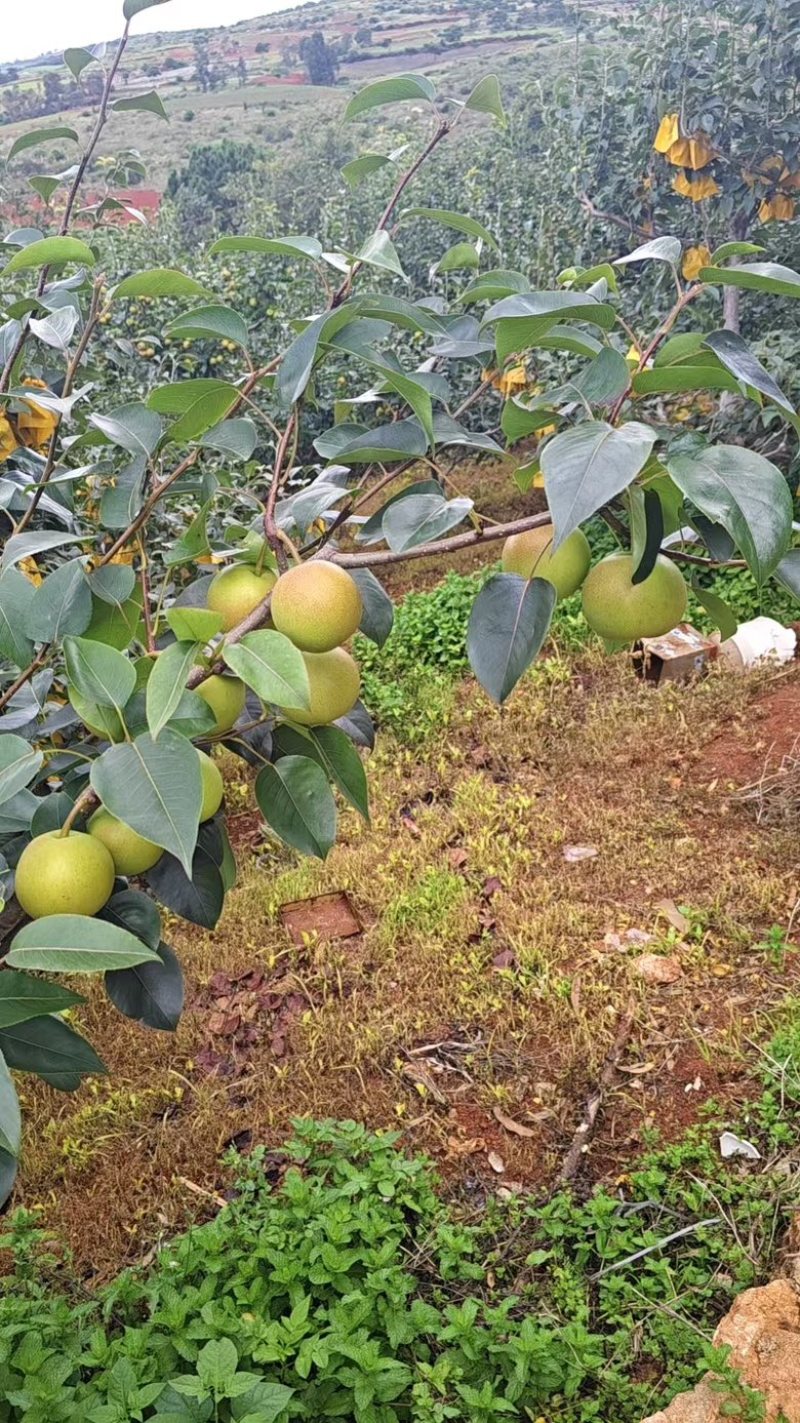 丁香梨，早白蜜，蜂糖梨