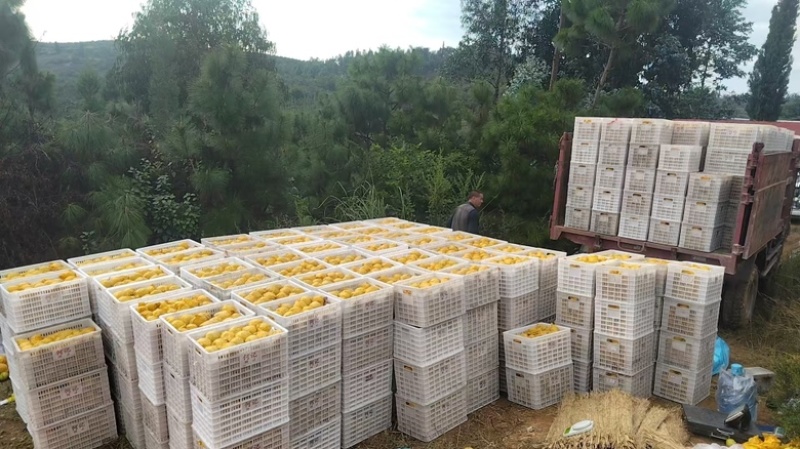 丁香梨，早白蜜，蜂糖梨