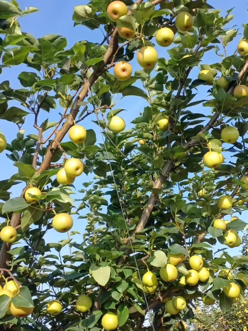 丁香梨，早白蜜，蜂糖梨