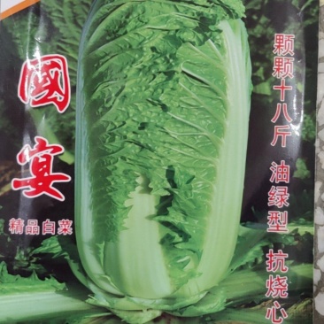 杜绝假货大白菜种子三系杂交不干烧心净菜率高耐储藏秋播