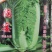 杜绝假货大白菜种子三系杂交不干烧心净菜率高耐储藏秋播