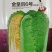 杜绝假货秋播白菜种子黄心大白菜菜籽蔬菜种子厂家直发直筒型