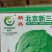 杜绝假货白菜种子北京新三号蔬菜种子菜籽厂家直发