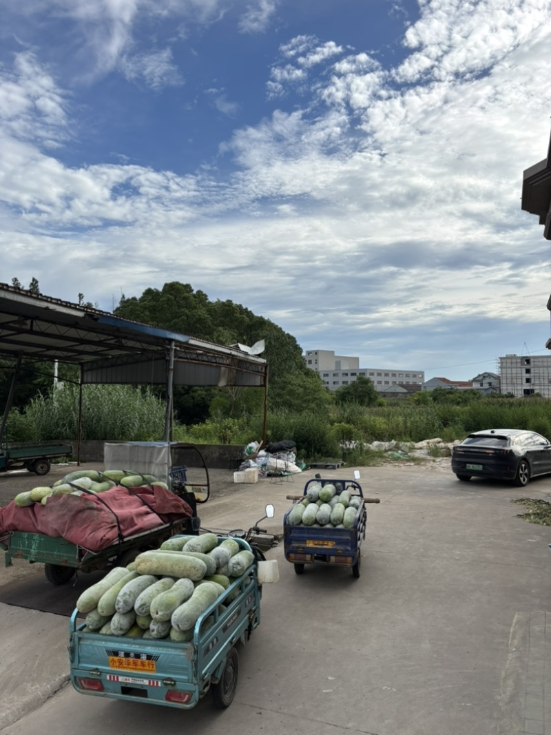 西三本地白皮冬瓜上车五毛五