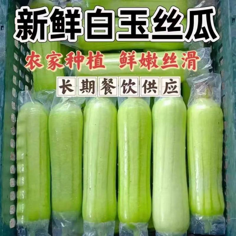 《白玉丝瓜》湖南种植大户直发无中间商赚差价对接全国