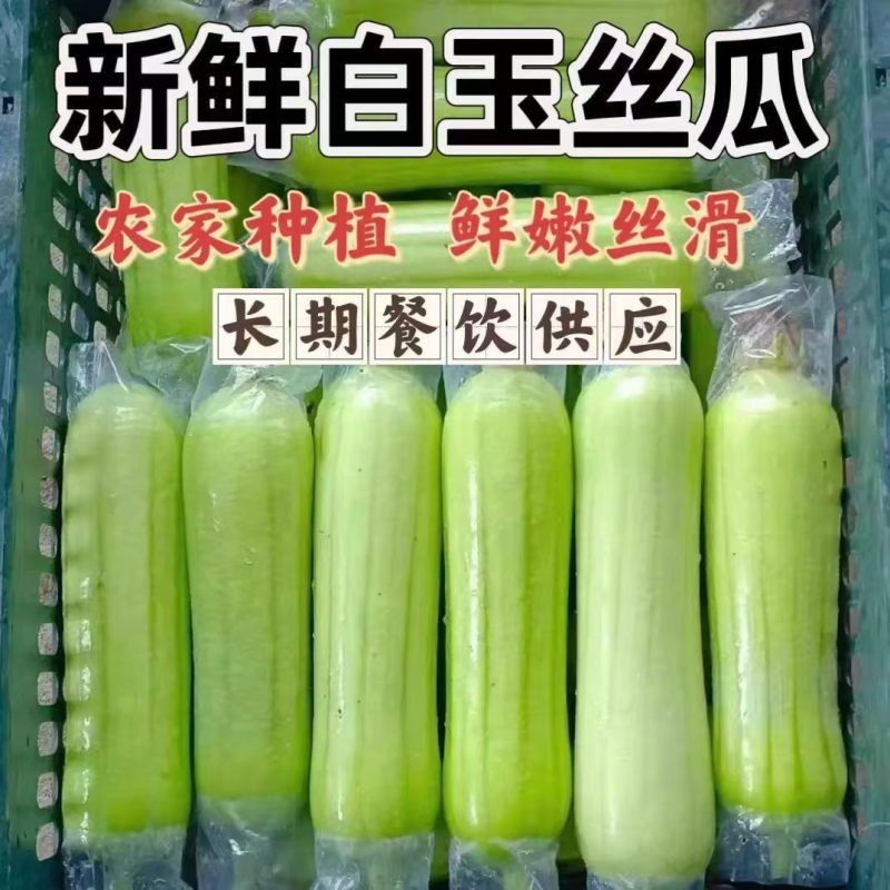 《白玉丝瓜》湖南种植大户直发无中间商赚差价对接全国