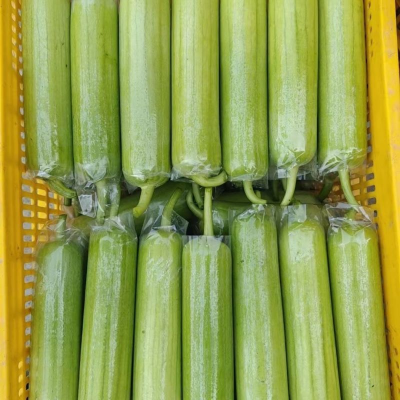 《白玉丝瓜》湖南种植大户直发无中间商赚差价对接全国