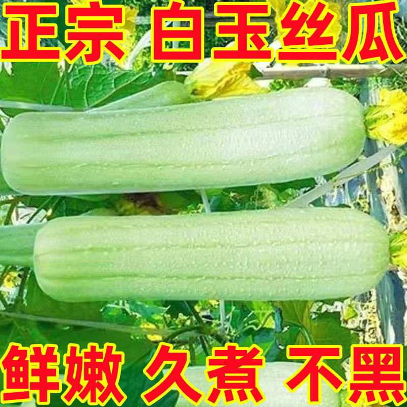 《白玉丝瓜》湖南种植大户直发无中间商赚差价对接全国