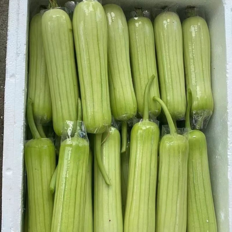 《白玉丝瓜》湖南种植大户直发无中间商赚差价对接全国