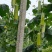 《白玉丝瓜》湖南种植大户直发无中间商赚差价对接全国