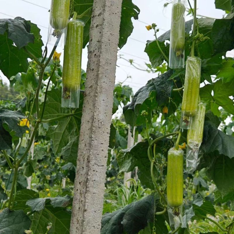 《白玉丝瓜》湖南种植大户直发无中间商赚差价对接全国