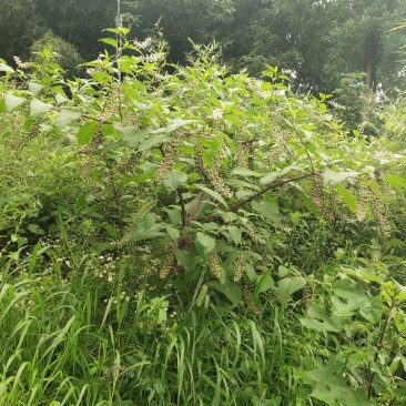 原生态的中草药植物商陆