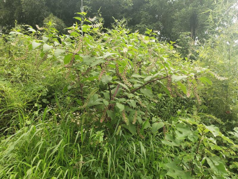 原生态的中草药植物商陆