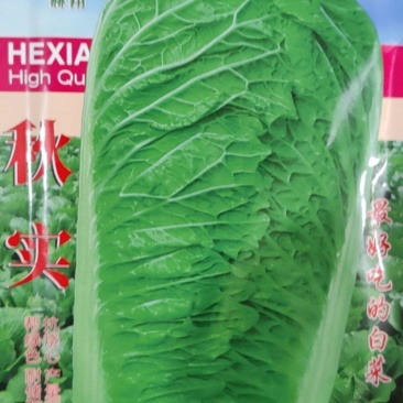 杜绝假货大白菜种子秋播白菜种子蔬菜种子菜籽菜子