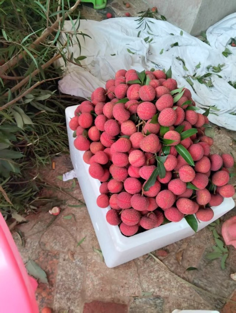 鸡嘴荔，妃子笑，桂味，香荔，黑叶
