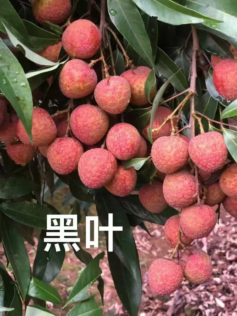 鸡嘴荔，妃子笑，桂味，香荔，黑叶
