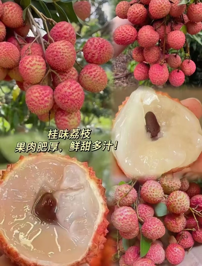 鸡嘴荔，妃子笑，桂味，香荔，黑叶