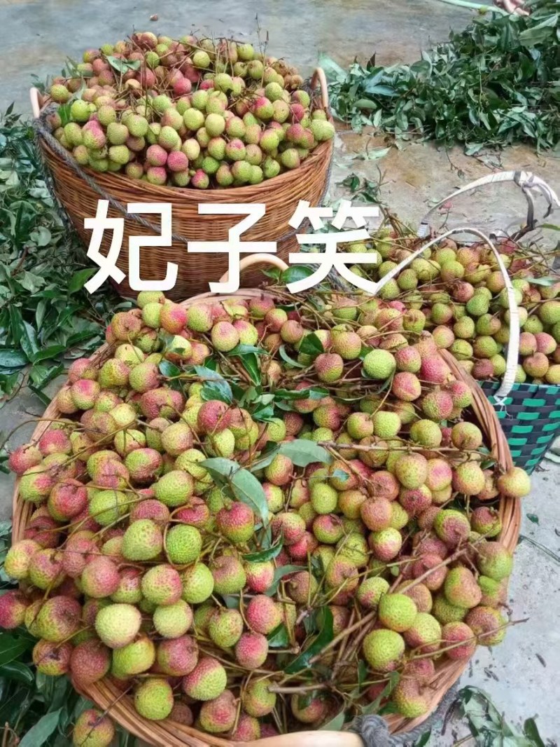 鸡嘴荔，妃子笑，桂味，香荔，黑叶