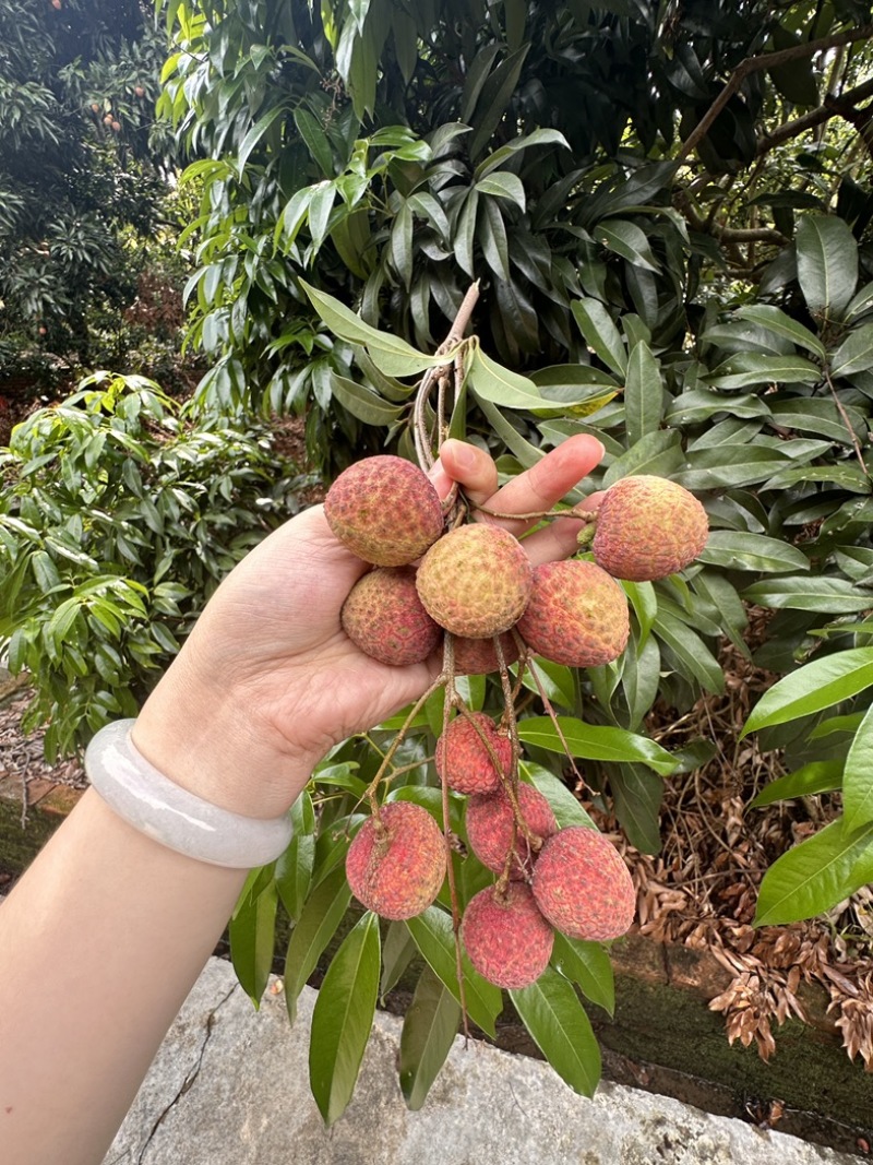 广州增城荔枝