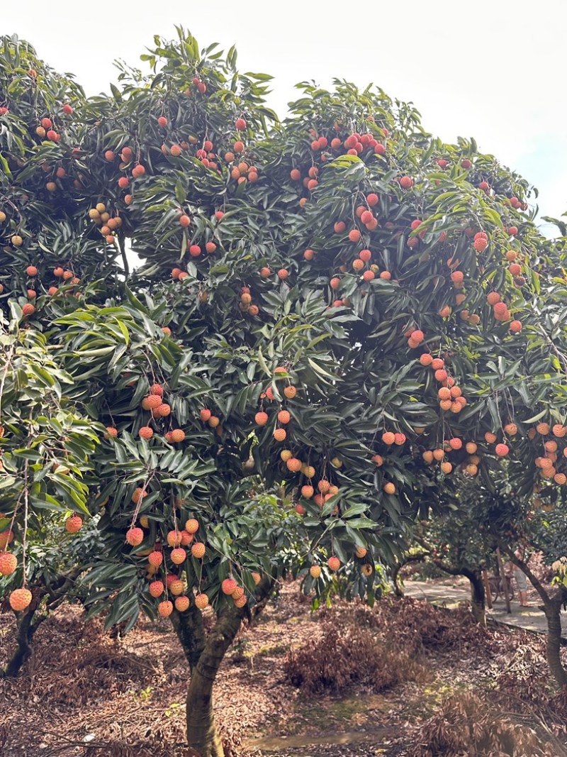 广州增城荔枝