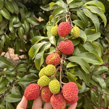 广州增城荔枝
