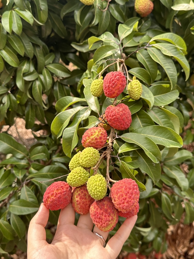广州增城荔枝