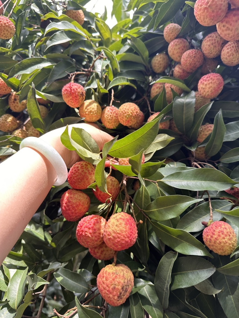 广州增城荔枝