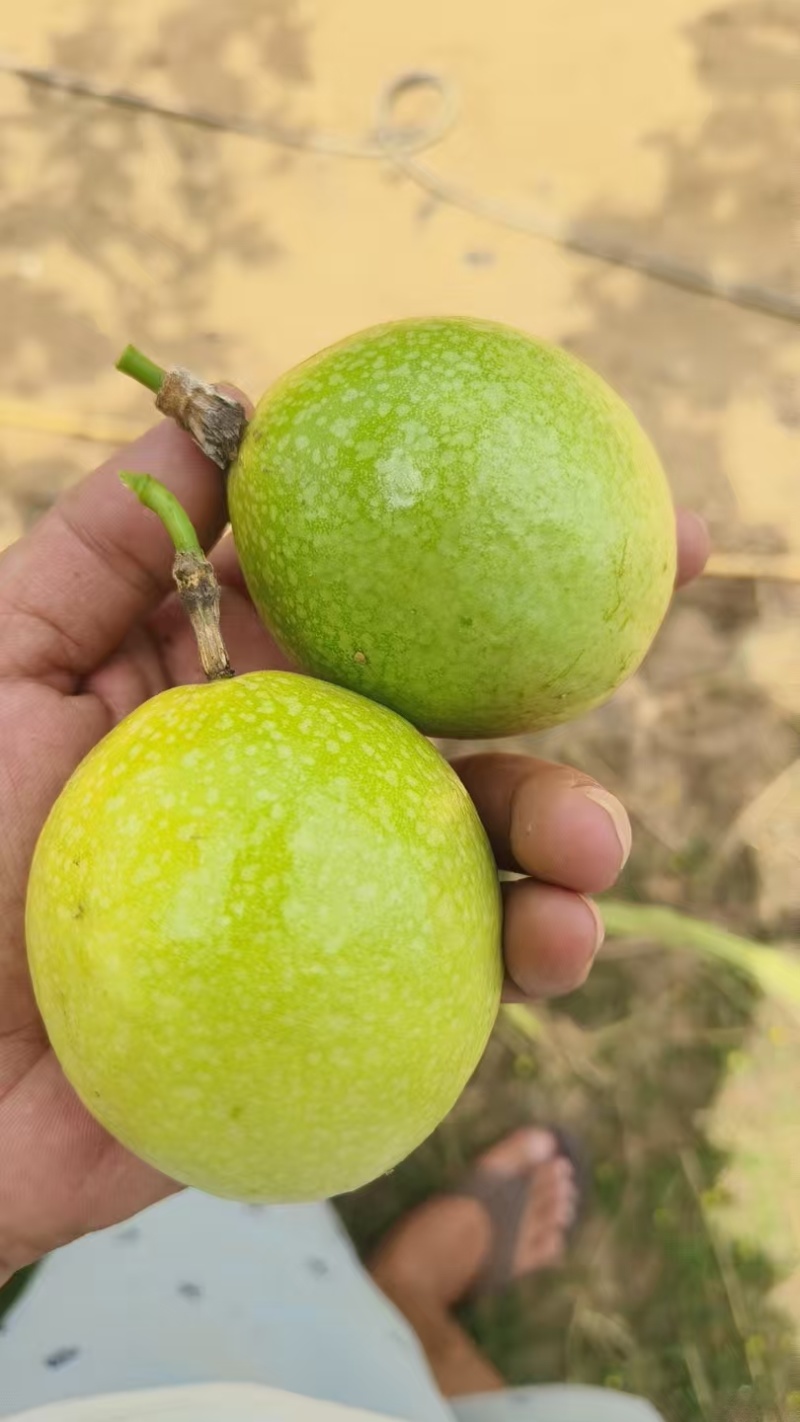 黄金百香果
