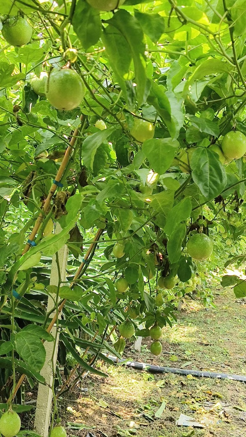 黄金百香果