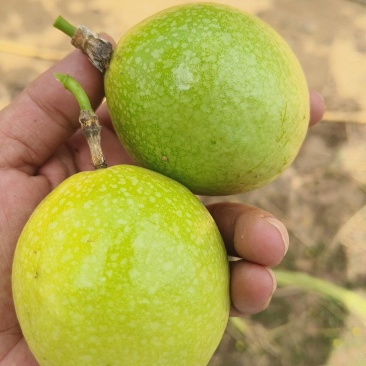 黄金百香果