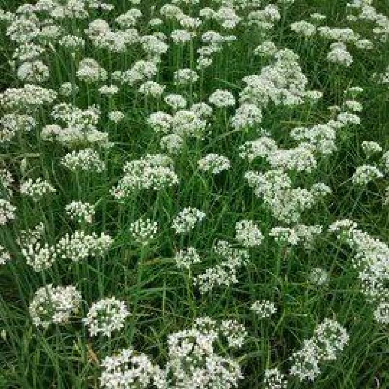 韭菜基地韭菜花