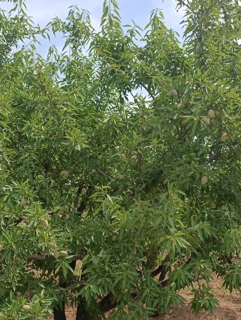 新鲜巴旦木现摘现发货数量有限先到先得