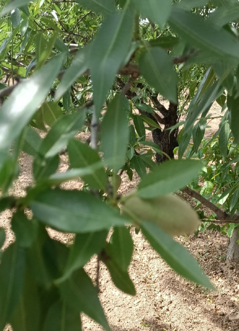 新鲜巴旦木现摘现发货数量有限先到先得