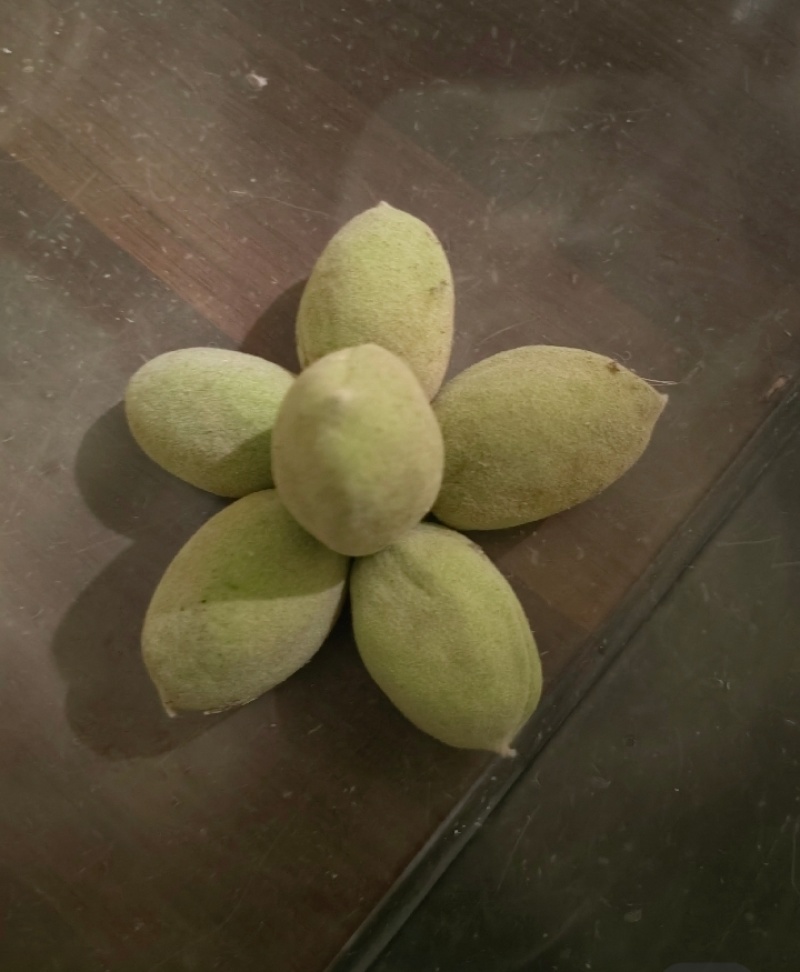 新鲜巴旦木现摘现发货数量有限先到先得