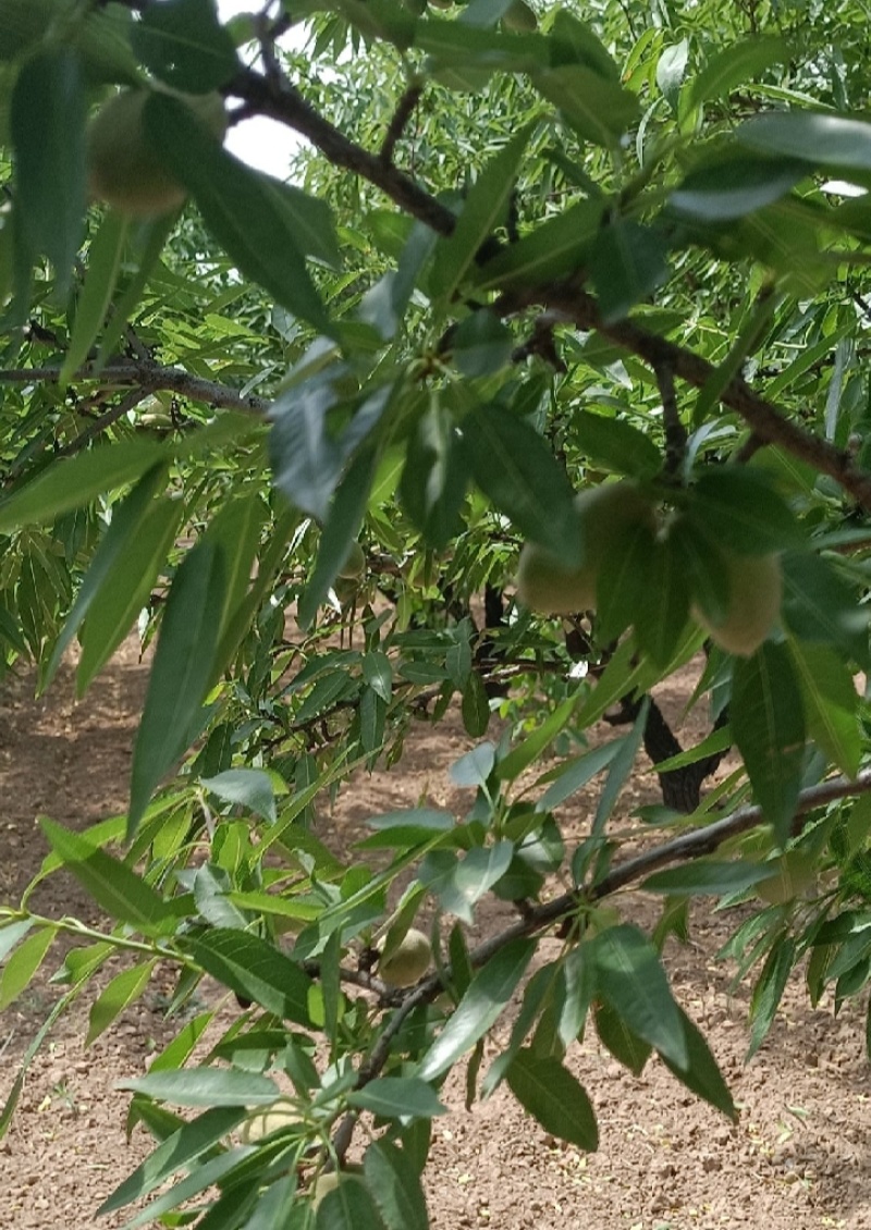 新鲜巴旦木现摘现发货数量有限先到先得