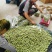 新鲜巴旦木现摘现发货数量有限先到先得
