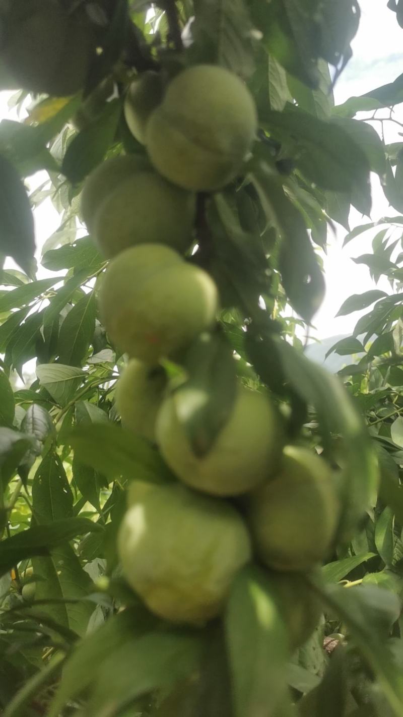 巫山精品脆李李子一手货源量大从优质量保证欢迎咨询