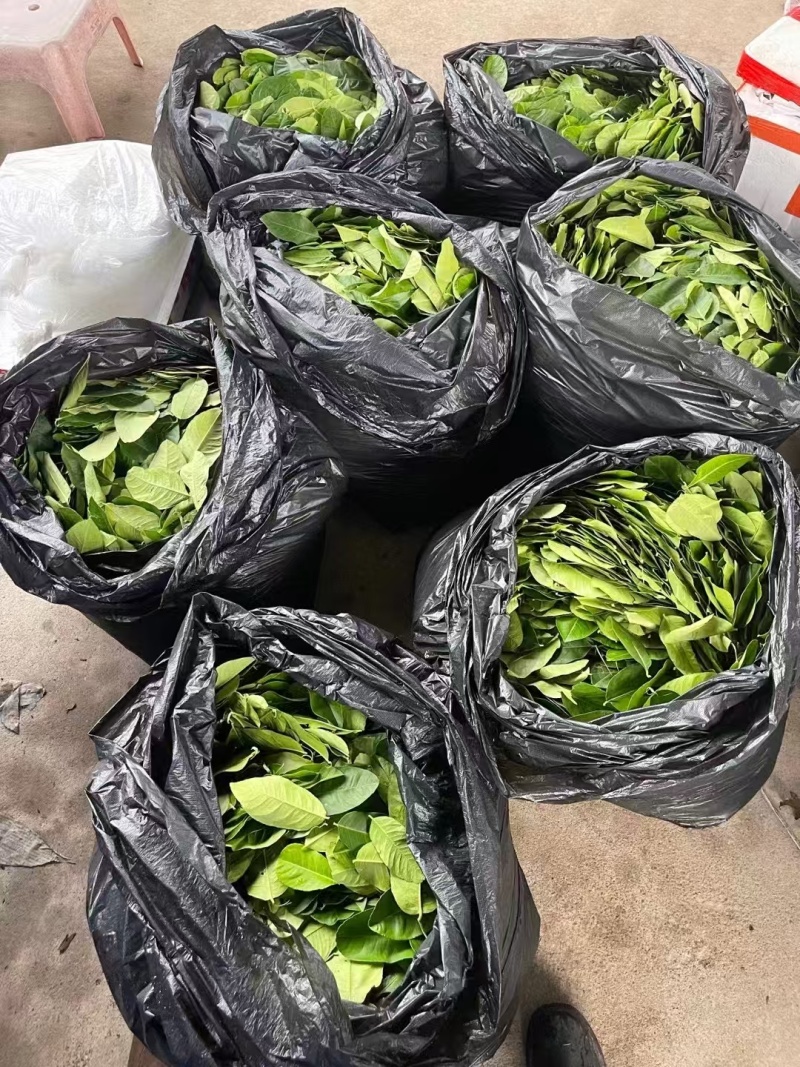 精品柠檬叶，产地直发价格实惠