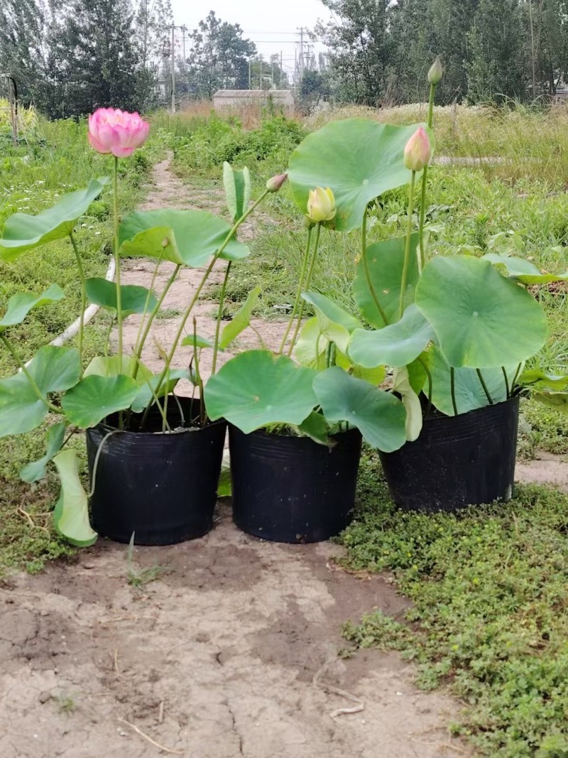 盆栽荷花28X30盆种植效果好成活率高