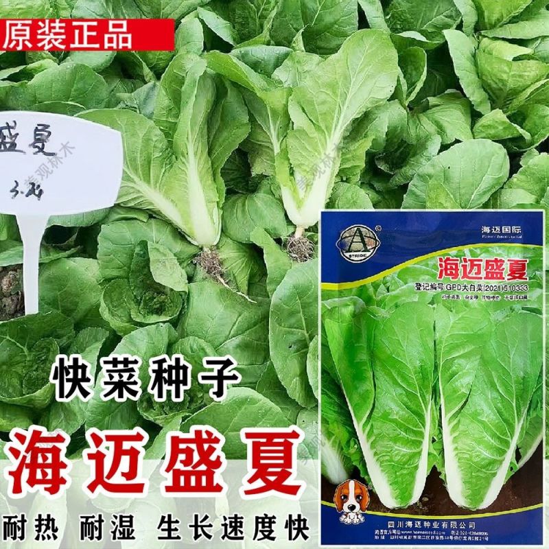 庭院新鲜快菜种子耐抽苔速生小白菜种籽耐热耐湿抗病耐寒食用